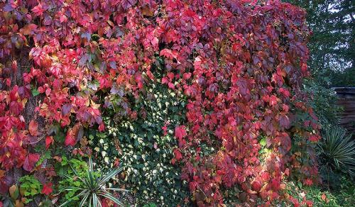 Девичий виноград сорта. Девичий виноград в ландшафтном дизайне приусадебного участка