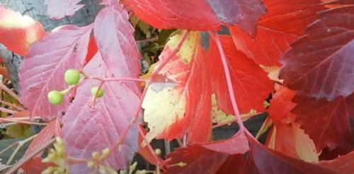 Когда краснеет девичий виноград. Все о девичьем винограде 03