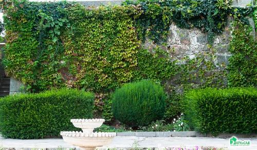 Девичий виноград сорта. Девичий виноград в ландшафтном дизайне приусадебного участка