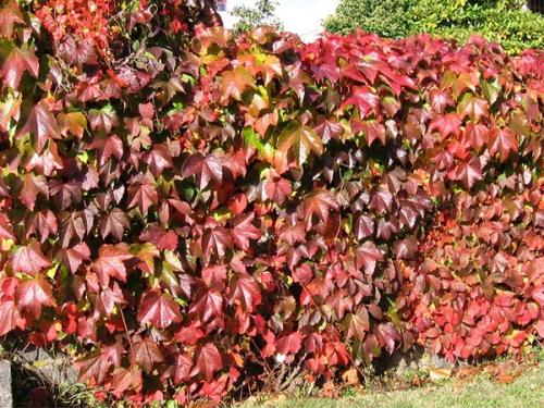 Девичий виноград сорта. Девичий виноград в ландшафтном дизайне приусадебного участка