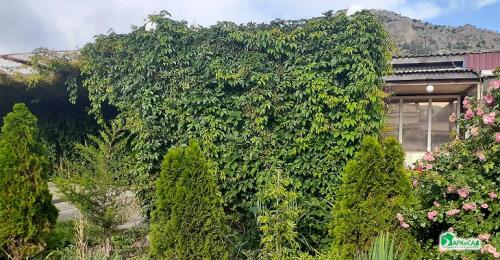 Девичий виноград сорта. Девичий виноград в ландшафтном дизайне приусадебного участка