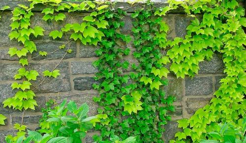 Девичий виноград сорта. Девичий виноград в ландшафтном дизайне приусадебного участка
