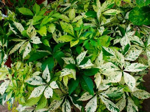 Девичий виноград сорта. Девичий виноград в ландшафтном дизайне приусадебного участка