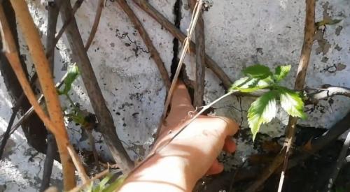 Когда краснеет девичий виноград. Все о девичьем винограде 07