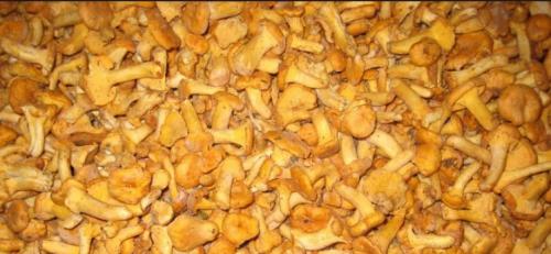 Если грузди после засолки горчат, что делать. Почему горчат соленые грузди? 01 Если грузди после засолки горчат, что делать. Почему горчат соленые грузди? 01