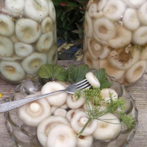 Как убрать горечь из маринованных груздей. Что делать, если черные грузди горчат: как исправить ситуацию