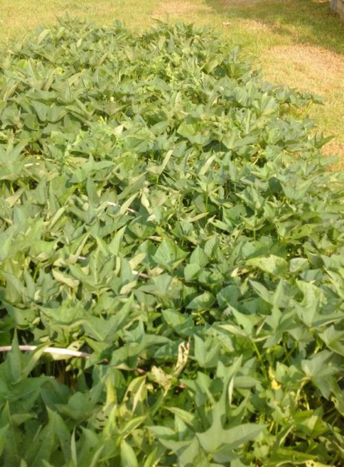 Как подготовить почву для посадки батата. Подготовка грядки и батата для посадки