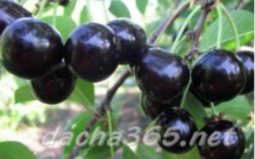 Лучшие сорта вишни для юга россии. Основные сорта вишни обыкновенной