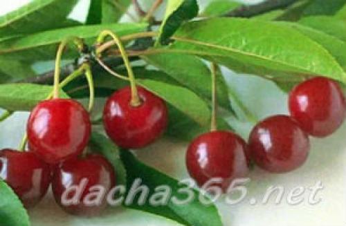 Лучшие сорта вишни для юга россии. Основные сорта вишни обыкновенной