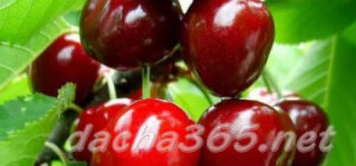 Лучшие сорта вишни для юга россии. Основные сорта вишни обыкновенной