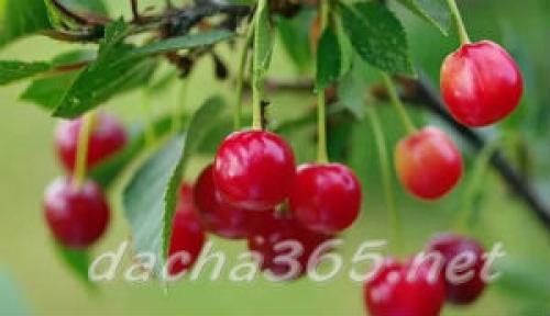 Лучшие сорта вишни для юга россии. Основные сорта вишни обыкновенной