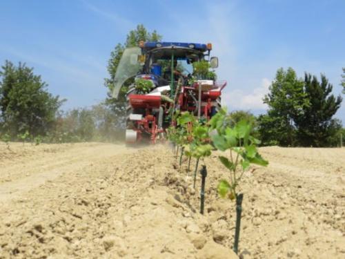 Высокоурожайные технические сорта винограда. Особенности технических сортов винограда