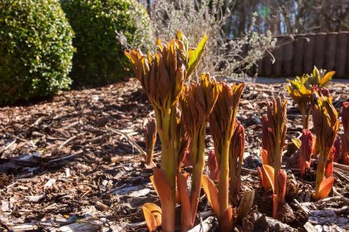 Как можно определить, что пионы не растут