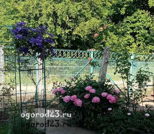 Как можно определить, что пионы не растут