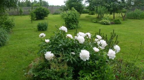 Как можно определить, что пионы не растут. Неудачное место для посадки