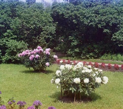 Как можно определить, что пионы не растут. Неудачное место для посадки