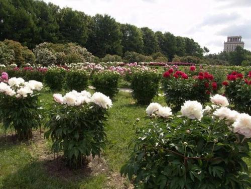 Как можно определить, что пионы не растут. Неудачное место для посадки