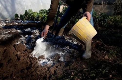 Как можно определить, что пионы не растут. Неудачное место для посадки