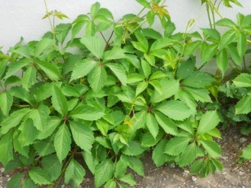 Дикий виноград полезные свойства и противопоказания. Советы онколога: Простые «Да» и «Нет», которые продлят жизнь 01