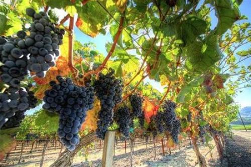 Дикий виноград полезные свойства и противопоказания. Советы онколога: Простые «Да» и «Нет», которые продлят жизнь 04