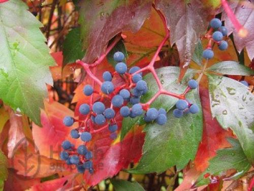 Дикий виноград полезные свойства и противопоказания. Советы онколога: Простые «Да» и «Нет», которые продлят жизнь 03
