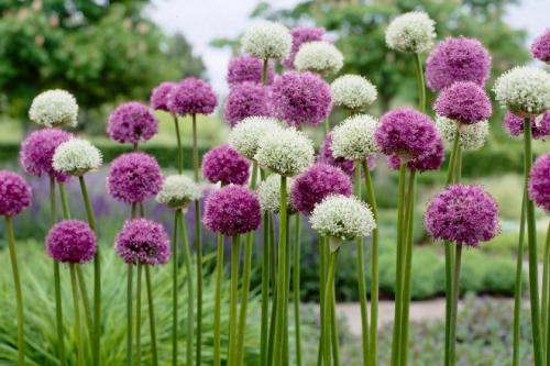 Лук декоративный гора эверест. Декоративный лук Аллиум: лучшие cорта, выращивание и уход в открытом грунте