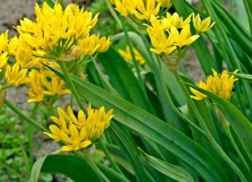 Лук декоративный шуберта. Описание - как выглядит декоративный лук 06