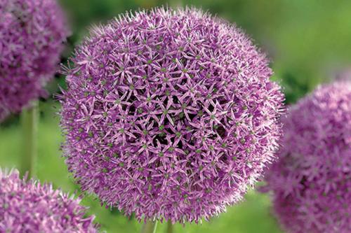 Лук декоративный гора эверест. Декоративный лук Аллиум: лучшие cорта, выращивание и уход в открытом грунте