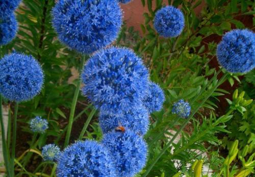 Лук декоративный шуберта. Описание - как выглядит декоративный лук 08