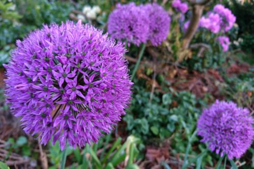 Лук декоративный шуберта. Описание - как выглядит декоративный лук 05