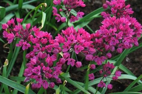 Лук декоративный шуберта. Описание - как выглядит декоративный лук 07