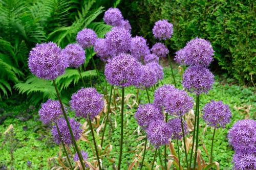Лук декоративный гора эверест. Декоративный лук Аллиум: лучшие cорта, выращивание и уход в открытом грунте