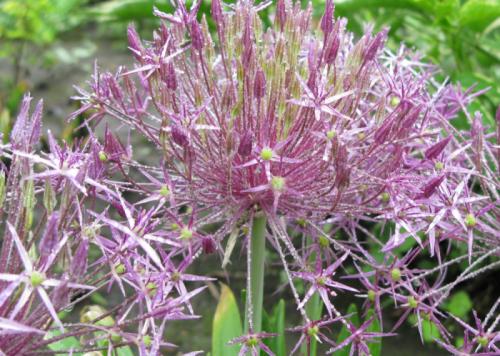 Лук декоративный шуберта. Описание - как выглядит декоративный лук 09