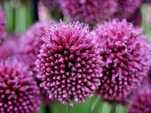 Лук декоративный шуберта. Описание - как выглядит декоративный лук 04