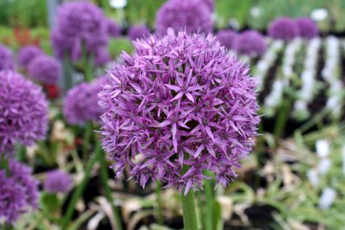 Лук декоративный гора эверест. Декоративный лук Аллиум: лучшие cорта, выращивание и уход в открытом грунте