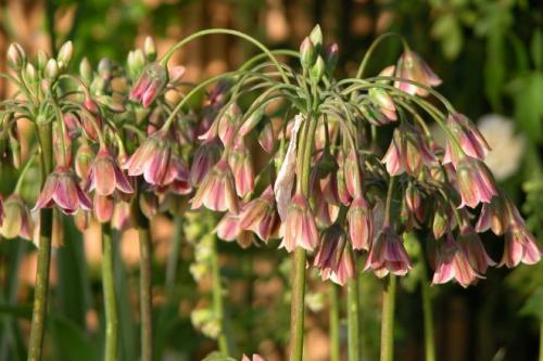 Лук декоративный гора эверест. Декоративный лук Аллиум: лучшие cорта, выращивание и уход в открытом грунте