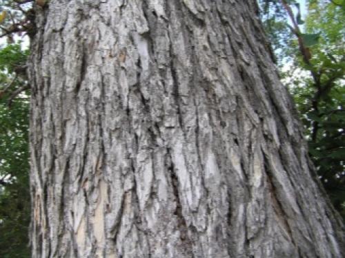 Вяз чем отличается от карагача. Берест, или вяз граболистный (полевой, листоватый) — Ulmus caprinifolia Rupp. ex.Suckow. (U.campestris) 08 Вяз чем отличается от карагача. Берест, или вяз граболистный (полевой, листоватый) — Ulmus caprinifolia Rupp. ex.Suckow. (U.campestris) 08