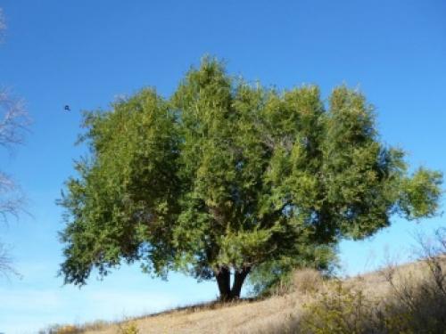 Вяз чем отличается от карагача. Берест, или вяз граболистный (полевой, листоватый) — Ulmus caprinifolia Rupp. ex.Suckow. (U.campestris) 09 Вяз чем отличается от карагача. Берест, или вяз граболистный (полевой, листоватый) — Ulmus caprinifolia Rupp. ex.Suckow. (U.campestris) 09