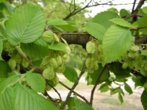 Вяз чем отличается от карагача. Берест, или вяз граболистный (полевой, листоватый) — Ulmus caprinifolia Rupp. ex.Suckow. (U.campestris) 07 Вяз чем отличается от карагача. Берест, или вяз граболистный (полевой, листоватый) — Ulmus caprinifolia Rupp. ex.Suckow. (U.campestris) 07