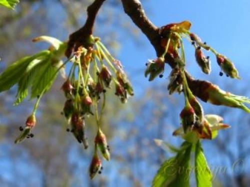 Вяз чем отличается от карагача. Берест, или вяз граболистный (полевой, листоватый) — Ulmus caprinifolia Rupp. ex.Suckow. (U.campestris) 06 Вяз чем отличается от карагача. Берест, или вяз граболистный (полевой, листоватый) — Ulmus caprinifolia Rupp. ex.Suckow. (U.campestris) 06