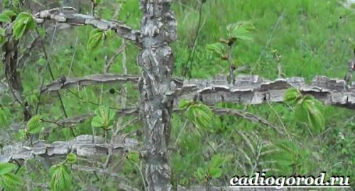 Дерево карагач в казахстане. Описание и особенности карагача