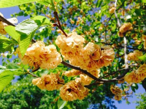 Вяз чем отличается от карагача. Берест, или вяз граболистный (полевой, листоватый) — Ulmus caprinifolia Rupp. ex.Suckow. (U.campestris) 10 Вяз чем отличается от карагача. Берест, или вяз граболистный (полевой, листоватый) — Ulmus caprinifolia Rupp. ex.Suckow. (U.campestris) 10