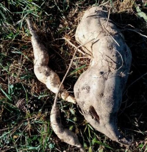 Как выбрать подходящий сорт батата для выращивания. Батат – разный!