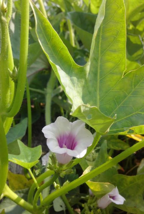 Как правильно высаживать семена батата. Посадка и уход