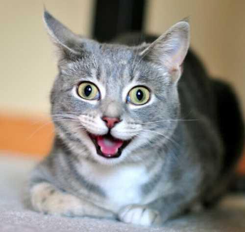 Кошка бегает по дому и мяукает. Когда постоянно мяукает котенок 01 Кошка бегает по дому и мяукает. Когда постоянно мяукает котенок 01