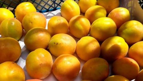 Ранние сорта абрикоса. Сорта абрикосов: название и подробное описание лучших и обзор самых популярных сортов (110 фото + видео)