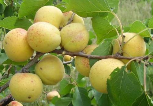 Ранние сорта абрикоса. Сорта абрикосов: название и подробное описание лучших и обзор самых популярных сортов (110 фото + видео)