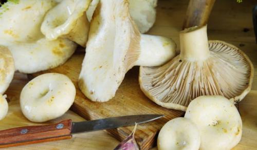 Как правильно готовить маринованные толстушки. Маринованные грузди на зиму