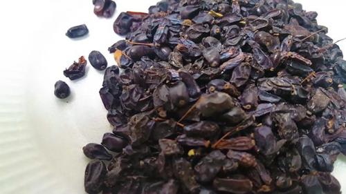 Маринованный барбарис. Высушивание барбариса