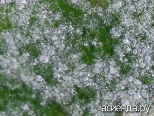 Почему сохнет рябина. Как распознать болезни рябины?